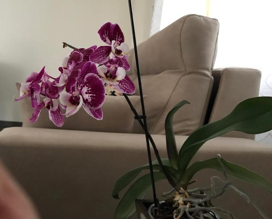 Apartamento Cangas Relax Onís Exteriör bild